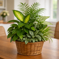 Lush Plant Display in Wicker Basket — Premium selection — BF-0156