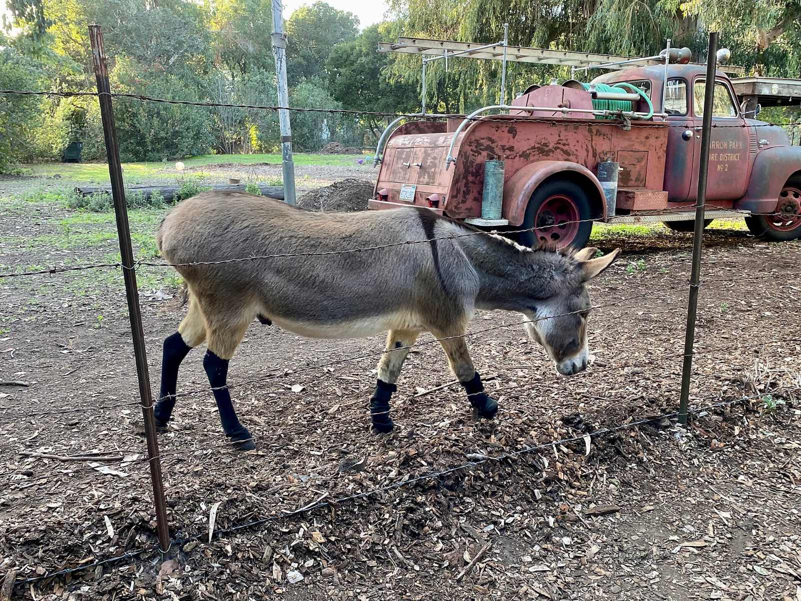 One of the Barron Park donkeys in its pasture