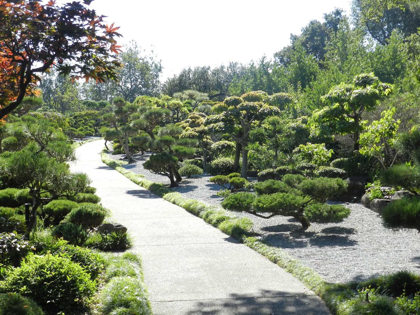A gravel path winding between pruned pines in the Hayward Japanese Gardens
