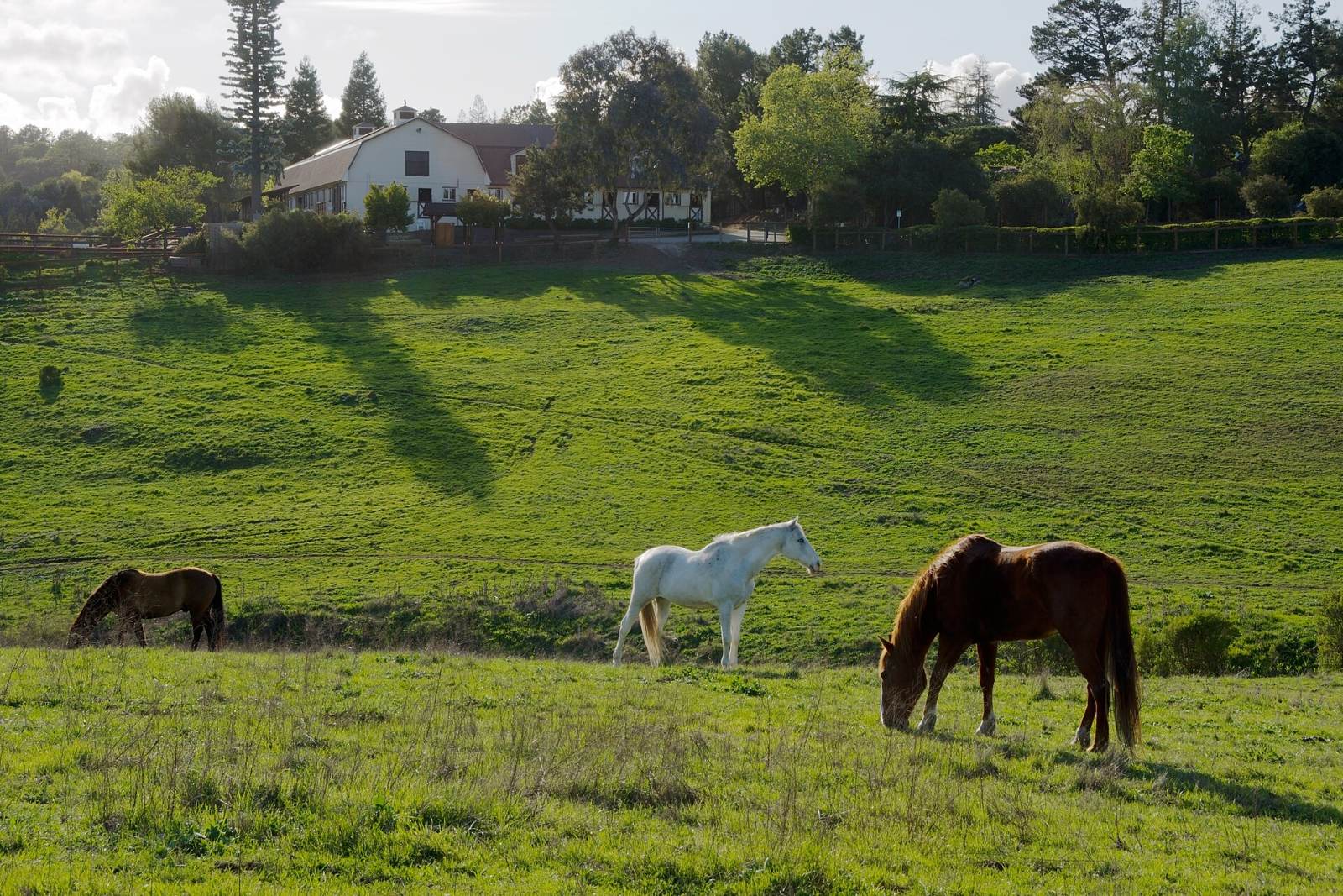 Horses grazing in the pasture at Westwind Community Barn in Los Altos Hills