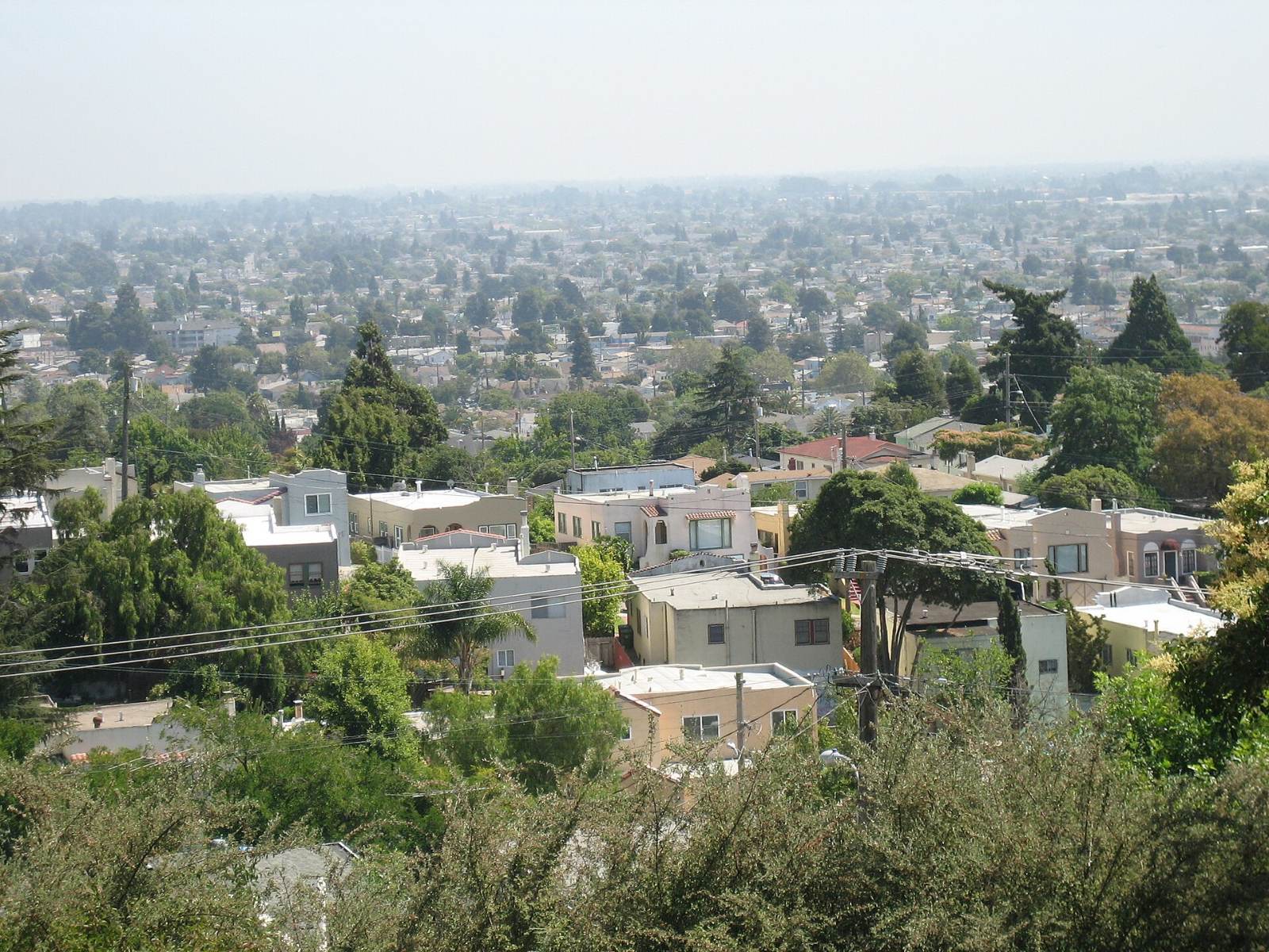 Homes and street trees in Maxwell Park, Oakland