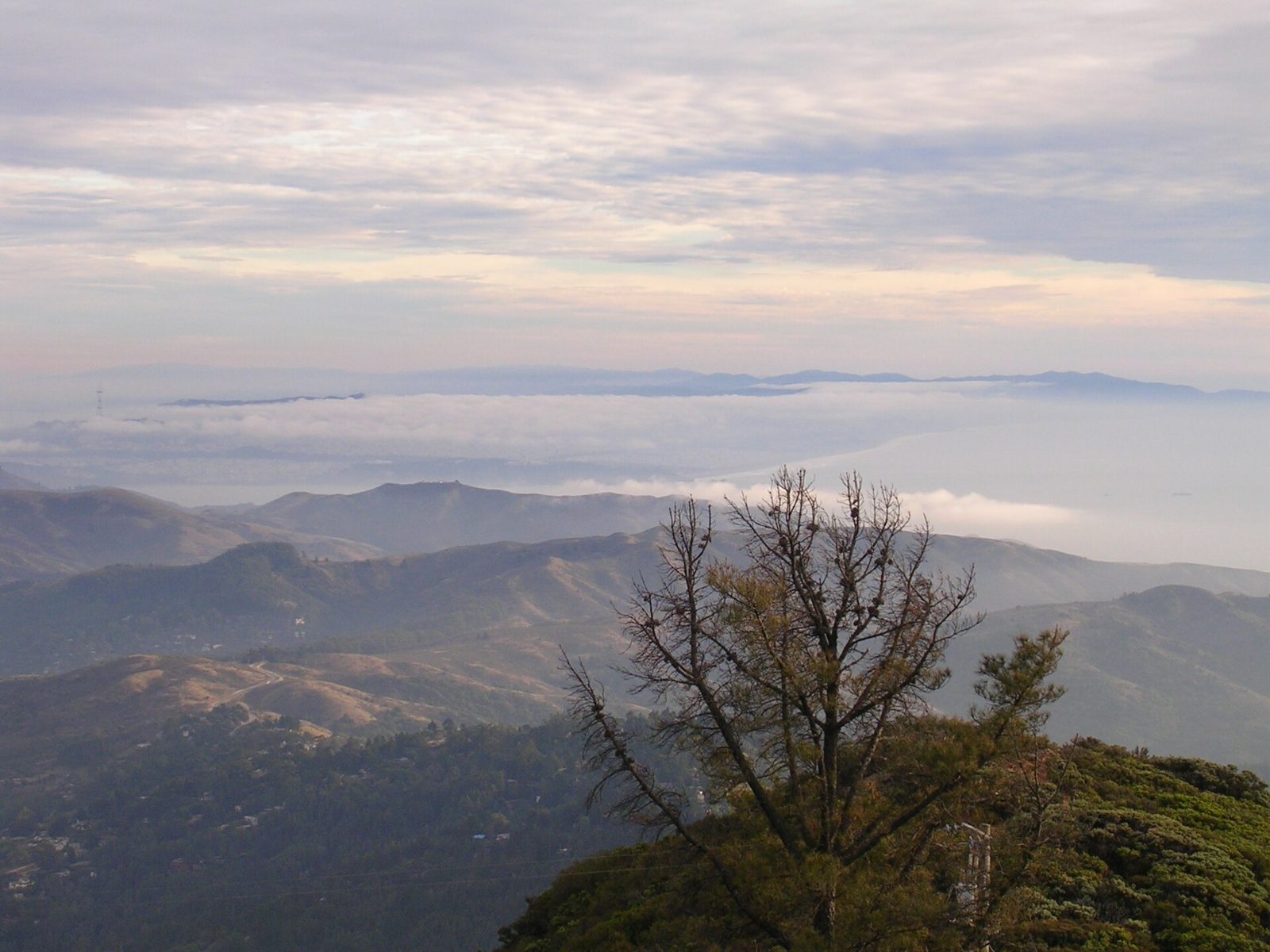 Mount Tamalpais rising above wooded Marin County hills