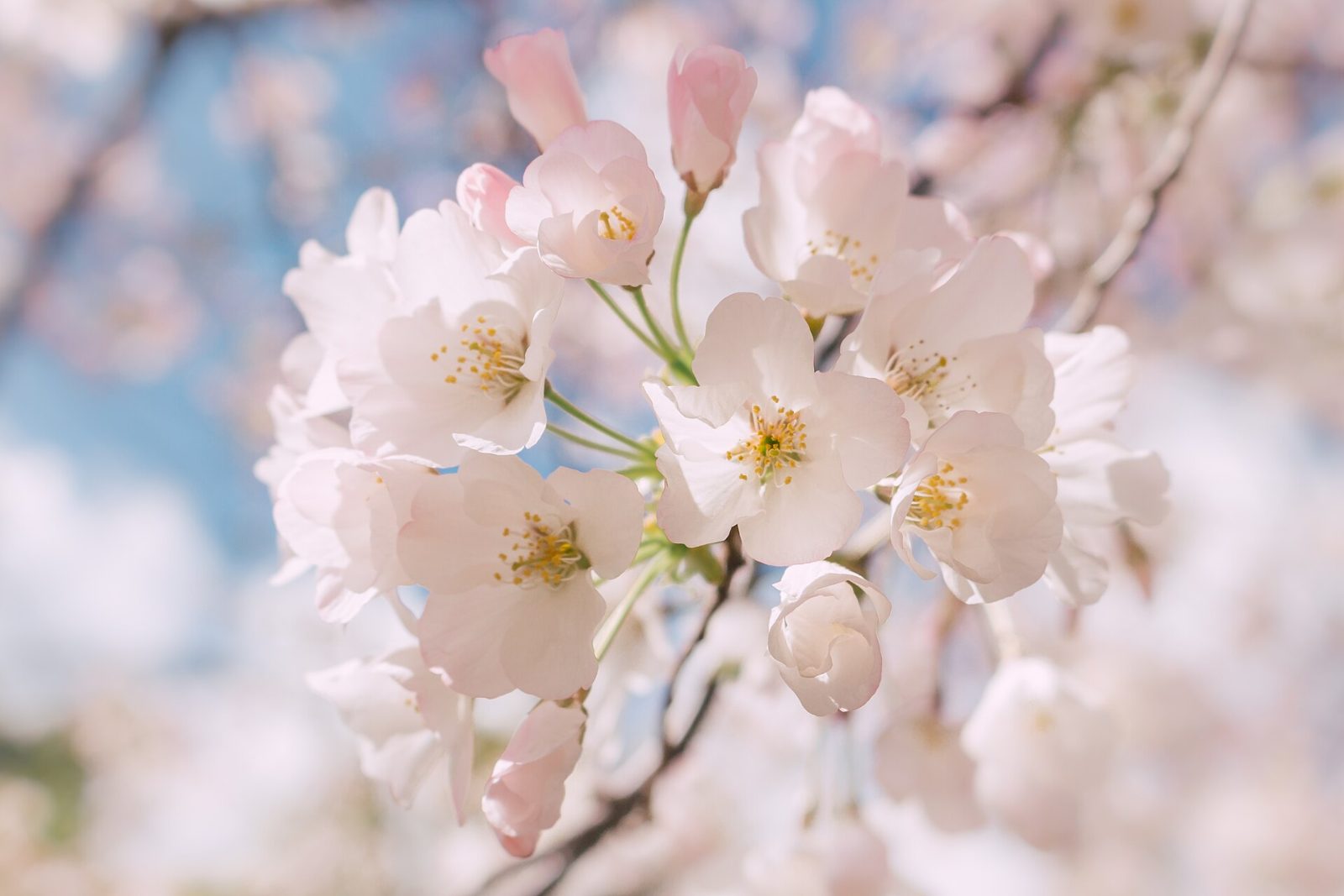 Pale pink spring blossoms at Gamble Garden in Old Palo Alto