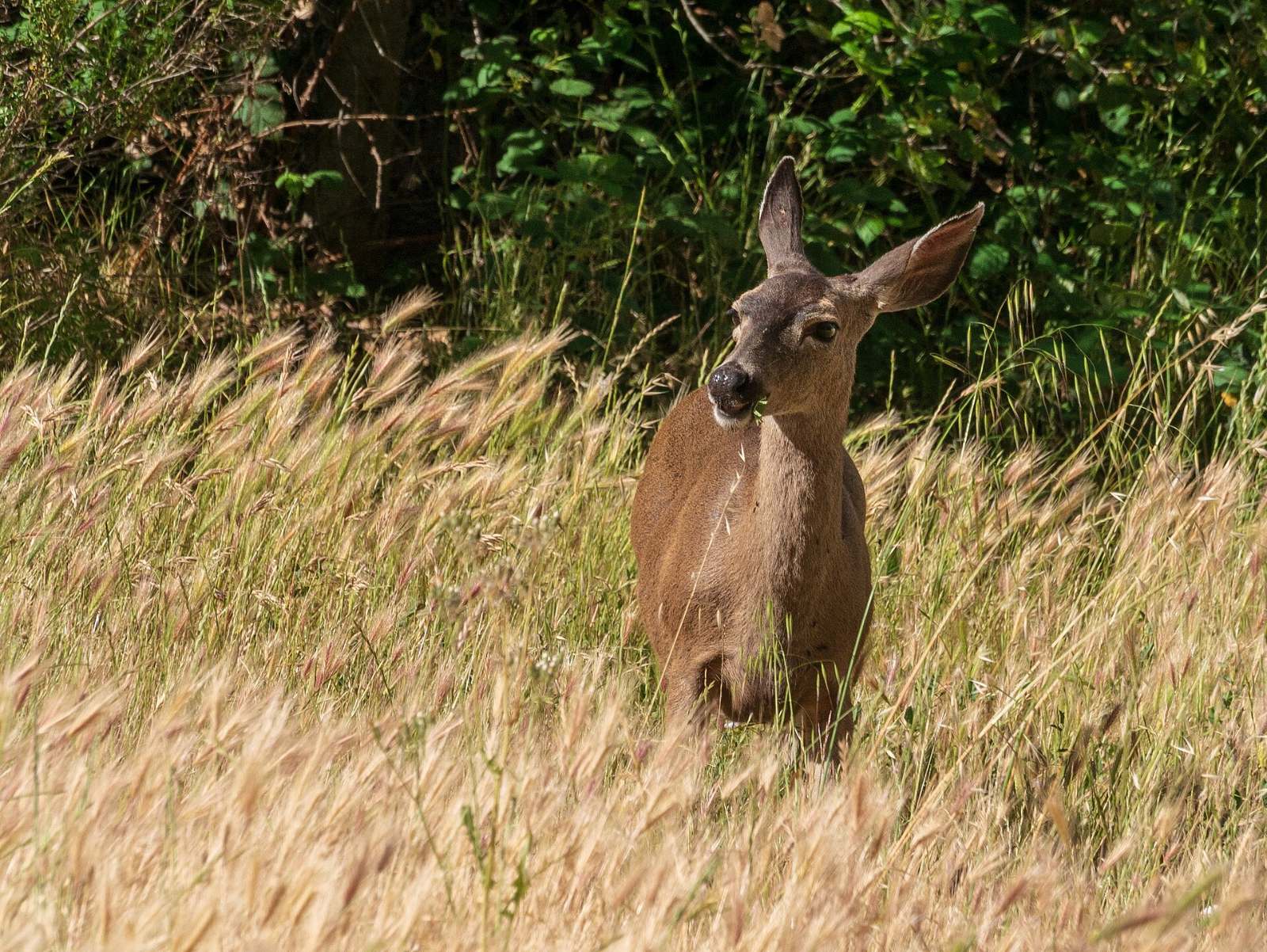 A deer standing in tall grass near the Bernal-Gulnac-Joice Ranch
