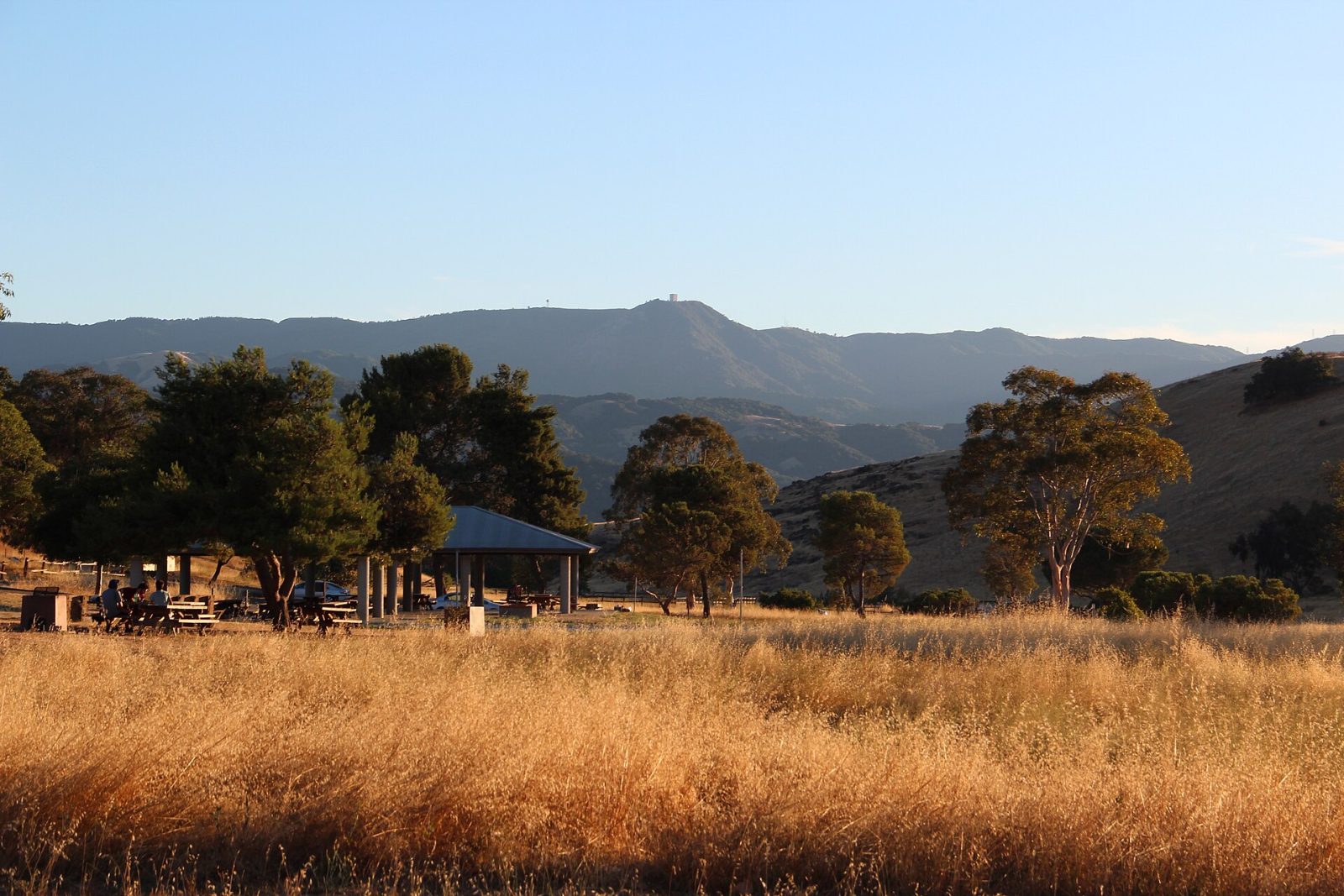 Golden grass and oak trees in Santa Teresa County Park with Mount Umunhum beyond