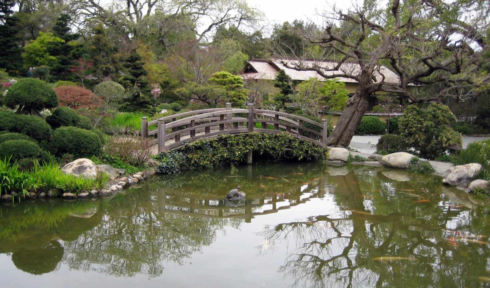 A curved wooden bridge over a pond at Hakone Gardens