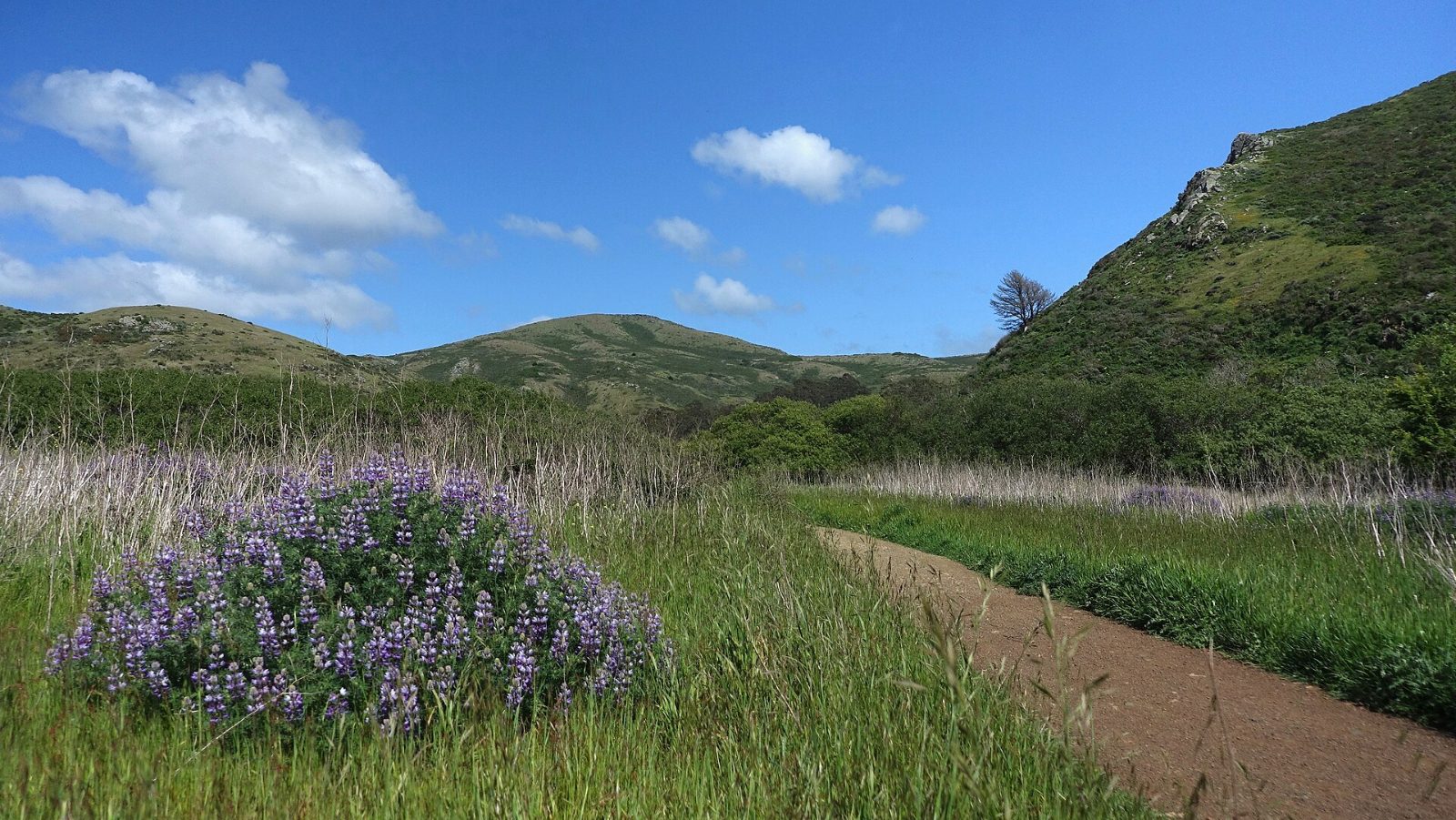 Green hills and a trail in Tennessee Valley under a blue sky