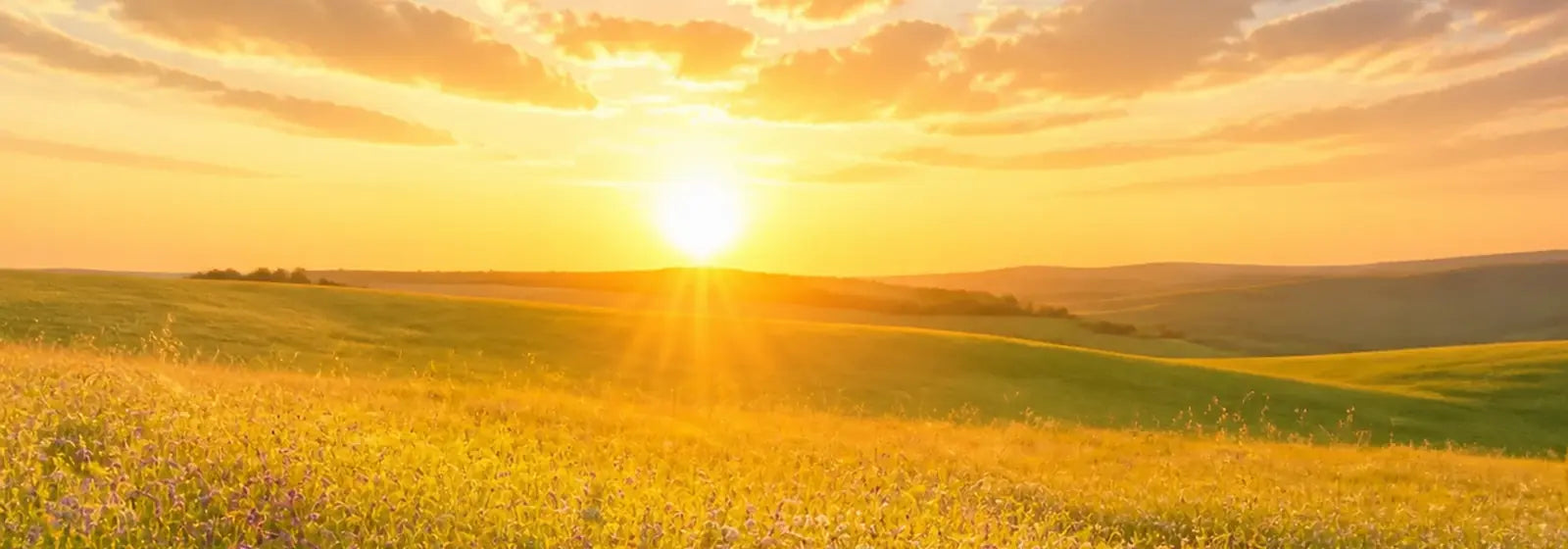 Golden sunset over a peaceful meadow of wildflowers